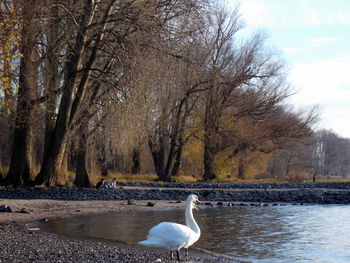 Swan on lake against trees