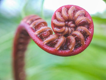 Close-up of fresh green leaf