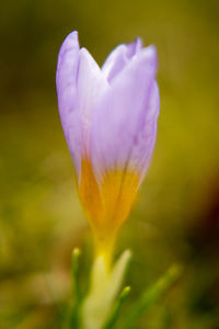 Close-up of crocus against blurred background