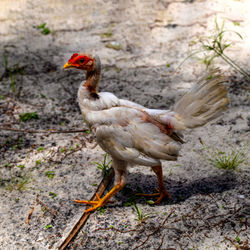 High angle view of a bird on land