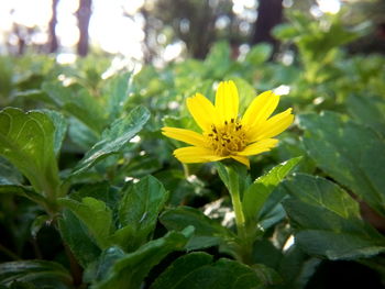 Close-up of yellow flower