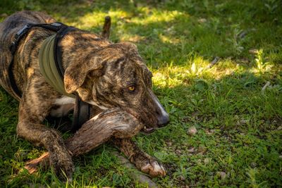 View of a dog relaxing on grass