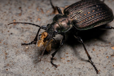 Close-up of insect