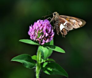 Close-up of butterfly on flower