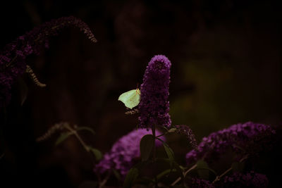 Close-up of purple flowering plant