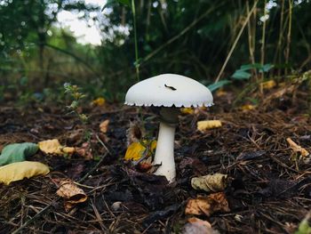 Close-up of mushroom growing on field