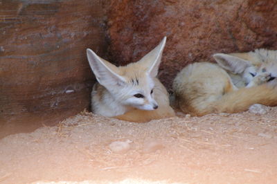 High angle view of desert fox