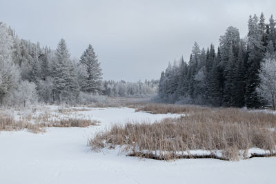 Trees on snow covered field against sky