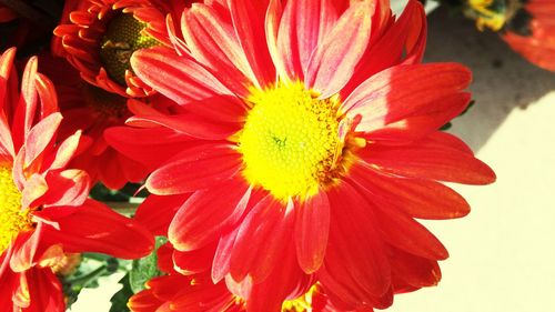 Close-up of red flowers