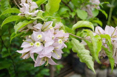 Close-up of flowering plant