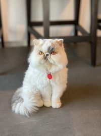 Portrait of white cat sitting on floor