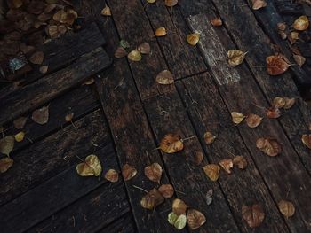 High angle view of wood