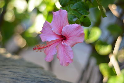 Close-up of pink hibiscus flower