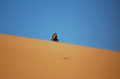 Eagle flying over desert 