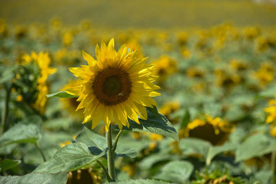 Close-up of sunflower on field