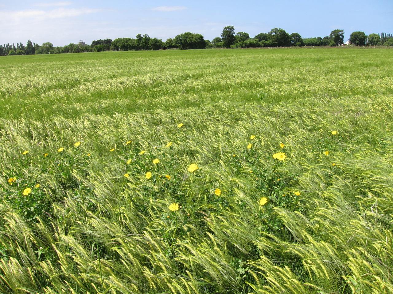 SCENIC VIEW OF AGRICULTURAL FIELD