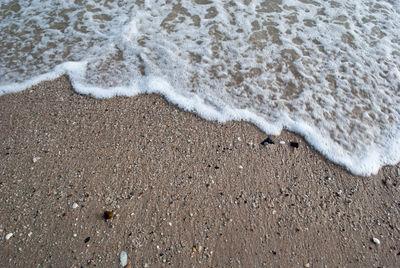 High angle view of cat on beach