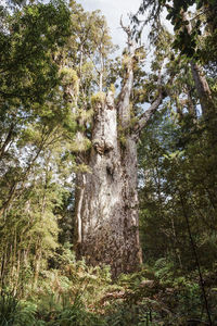 Low angle view of trees in forest