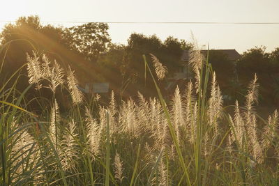 Plants growing on field