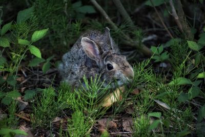 High angle view of rabbit on field