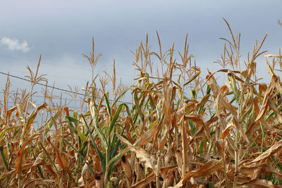 agriculture