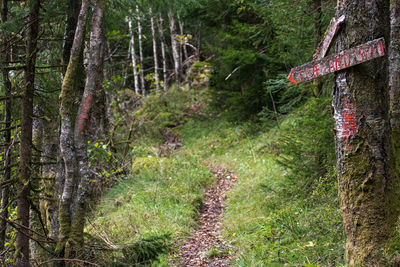 Trees in forest