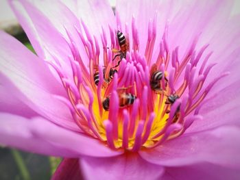 Close-up of bee on pink flower