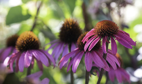 Close-up of pink flowering plant