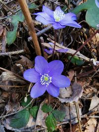 High angle view of purple crocus flowers on field
