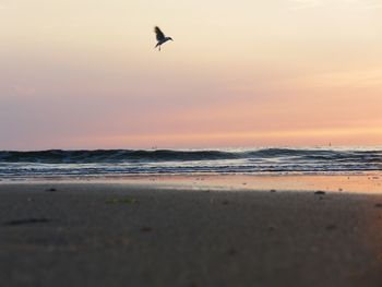 Bird flying over beach during sunset