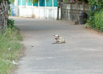 View of a cat