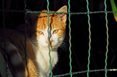 Portrait of cat behind fence