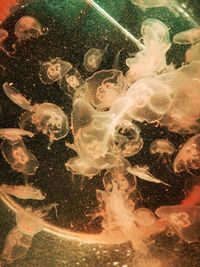 Close-up of jellyfish swimming in sea