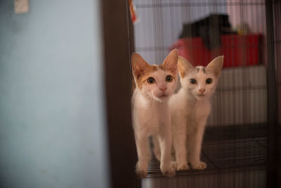 Cats on radiator at home