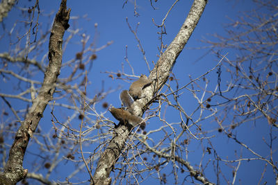 Low angle view of bird perching on tree against sky