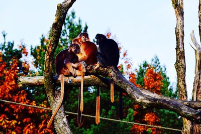 Low angle view of birds perching on tree against sky