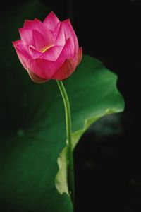 Close-up of pink rose flower against black background