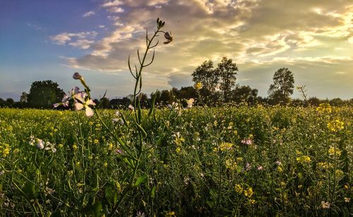 Plants growing on grassy field against sky