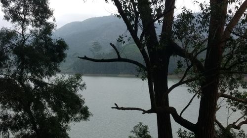 Scenic view of tree by mountain against sky