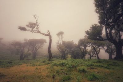 Trees on field against sky