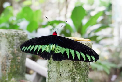 Close-up of butterfly on leaf