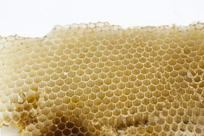 Close-up of honeycomb