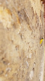 Close-up of insect on wall