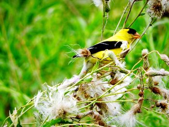 Close-up of bird perching on plant