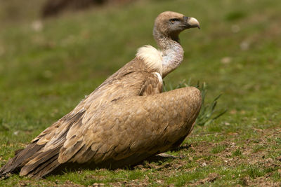 Close-up of a bird on field