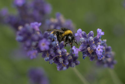 Close-up of bee pollinating on purple flower
