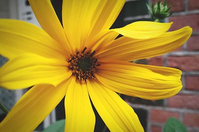 Close-up of yellow flower