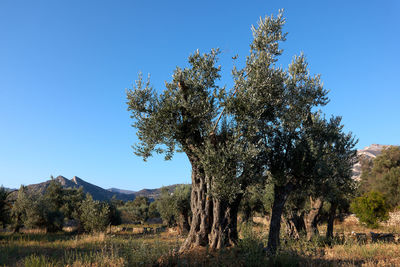 Trees on field against clear blue sky