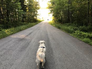 Dog on road amidst trees