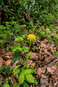 Close-up of yellow flowering plant on field